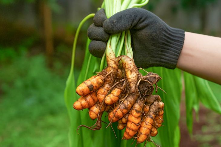 Turmeric as a Natural Antibacterial