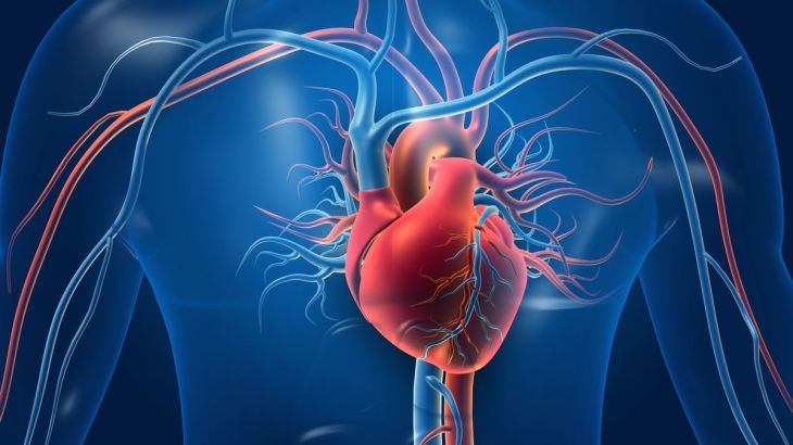 Coronary Artery Disease: Causes, Symptoms, and Prevention