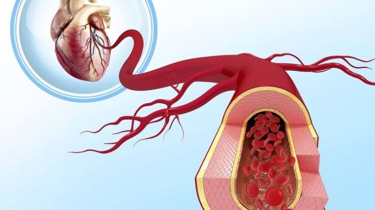 The Function of Blood Vessels in Heart Health: Information Their Importance