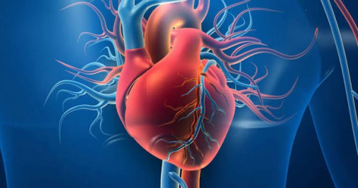 Common Risk Factors for Heart Disease | Understanding the Causes of Cardiovascular Disease