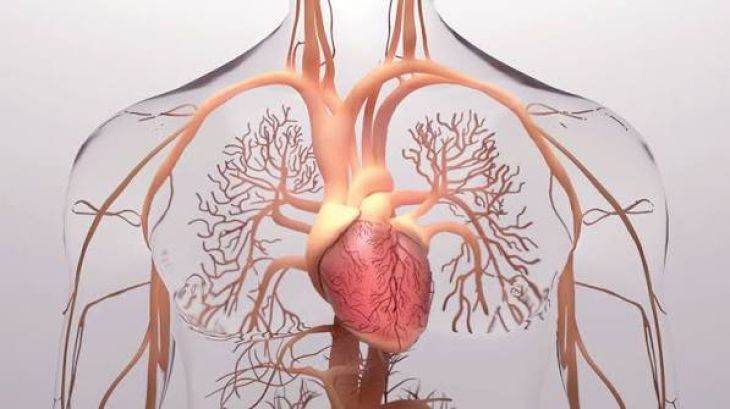 How Stress Can Affect Your Heart Health?