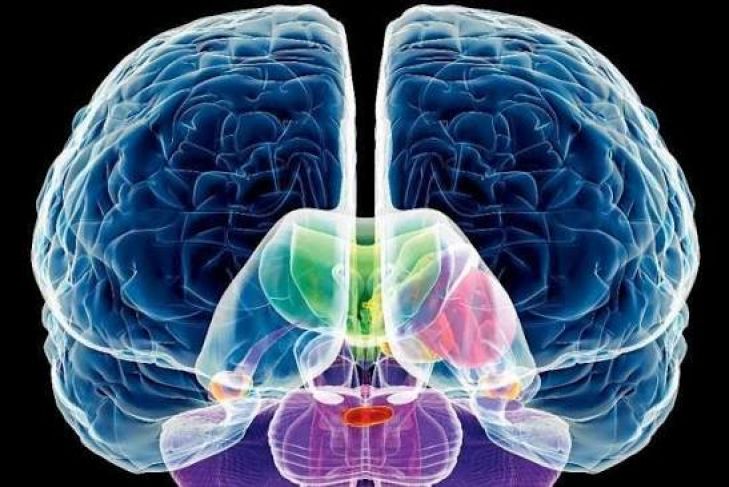What Is Huntington’s Disease and How Does It Affect the Brain?
