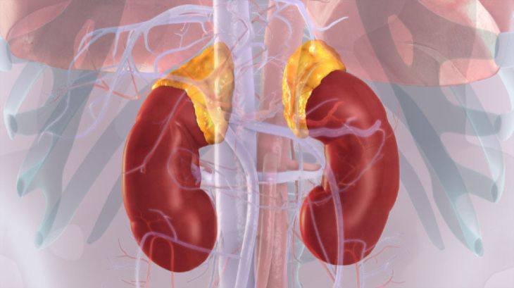 Common Adrenal Gland Disorders and Their Effects on the Body