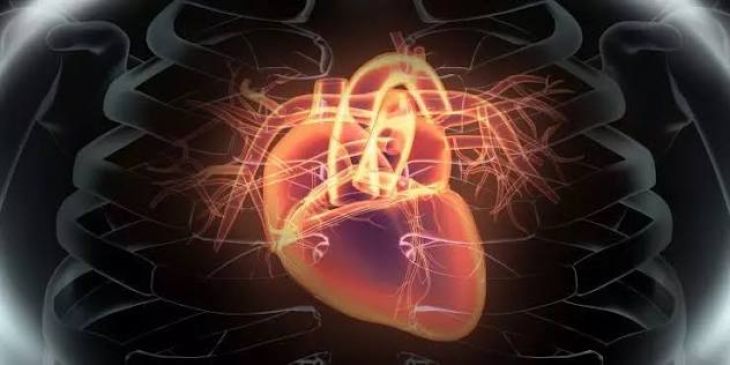 What Is Coronary Artery Disease and How Does It Develop?