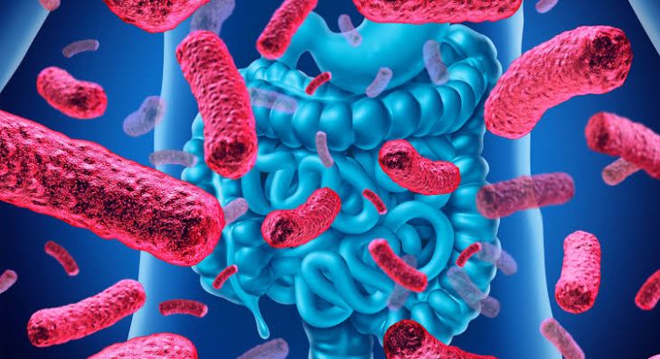 Understanding the Role of Probiotics in Gut Health