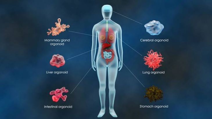 How Are Organoids Helping Scientists Study Human Diseases?