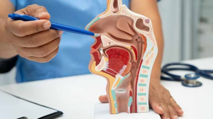 Understanding Common Disorders of the Nasal Cavity and Sinuses