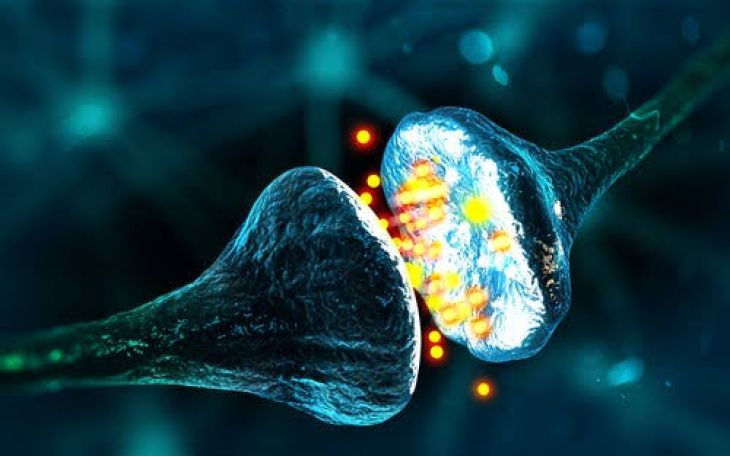 The Central Regulatory Hub of Human Hormonal Dynamics
