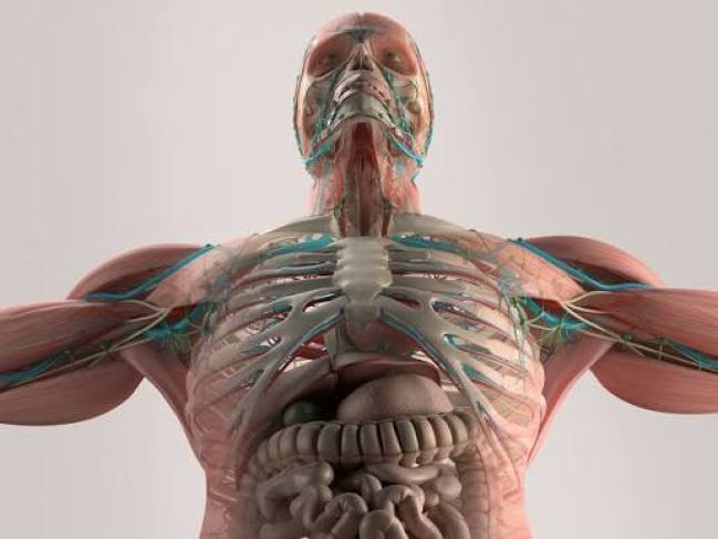 The Dynamic Architecture of Human Skeletal Tissue