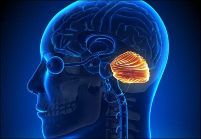 Understanding Spinocerebellar Ataxia and Its Effects on Movement