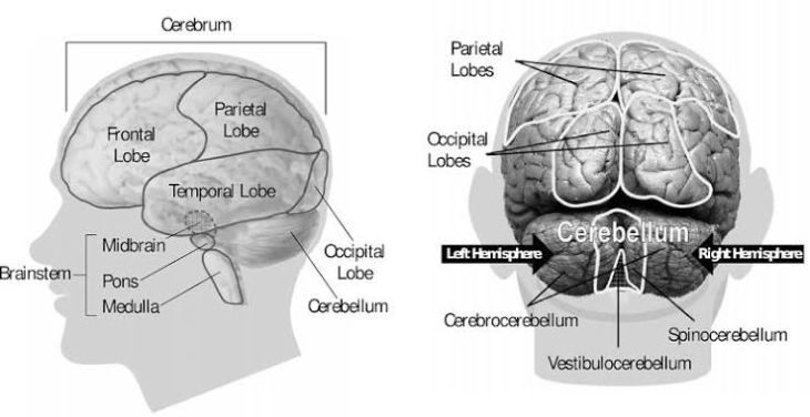 Understanding Creutzfeldt-Jakob Disease: Symptoms and Effects on the Brain