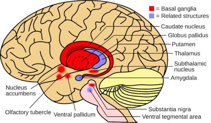Corticobasal Syndrome: Pathophysiology, Neurodegeneration, and Medical Capabilities